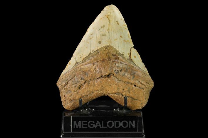 Fossil Megalodon Tooth - North Carolina #147521